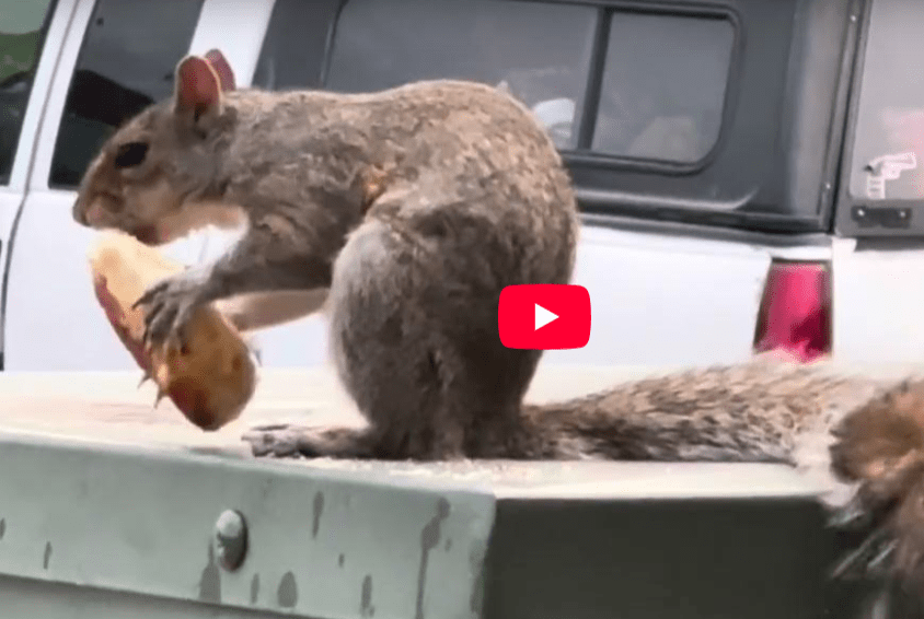 🐿️ Watch Me Eat! #Allatyme #animals #squirrel